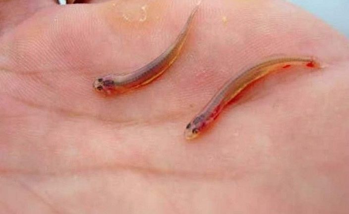 Peixe que penetra orifícios humanos assusta banhistas no norte do país