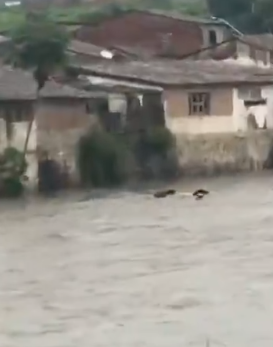 Vacas são arrastadas pela correnteza do rio em Viçosa, AL