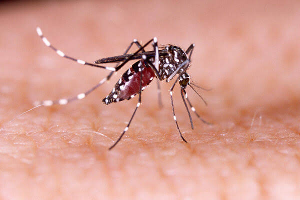 Mais de 3 mil casos de dengue foram registrados até outubro de 2023 em Alagoas