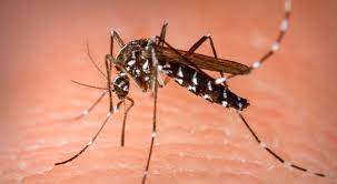 Números Alarmantes: Mais de mil mortes por dengue no Brasil em 2023
