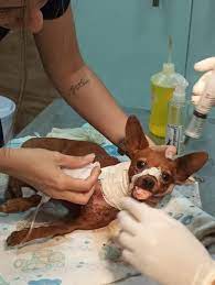 Cachorro Bob sobrevive após ser esfaqueado e protetora busca ajuda para cirurgia urgente