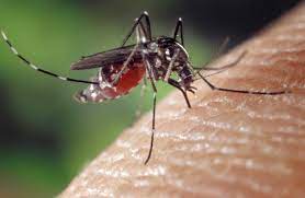 Epidemia de dengue assola São Paulo: Emergência declarada em múltiplas cidades