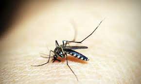 Emergência por Dengue: Cinco estados e o DF adotam medidas urgentes diante do aumento de casos