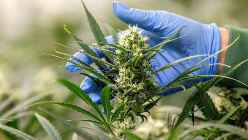 STF e cannabis: o que esperar da retomada de julgamento