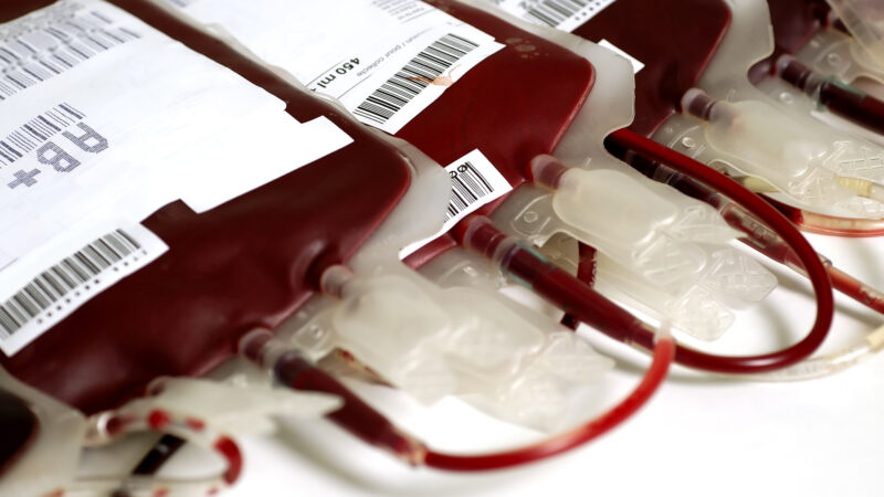 Dengue e doação de sangue: Hemoal orienta sobre prazos e segurança