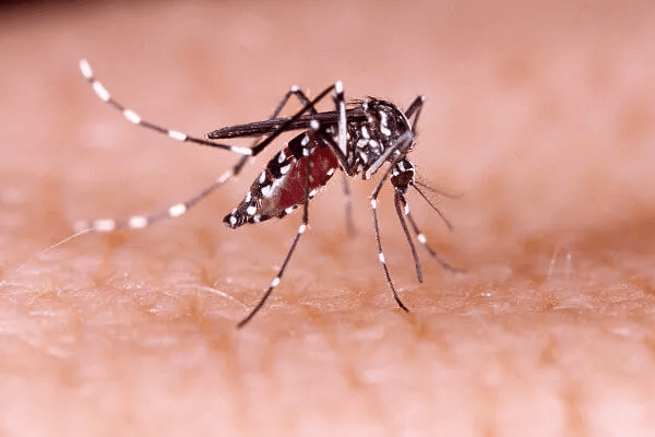 Pesquisa revela que crianças de até 5 anos são mais vulneráveis à dengue