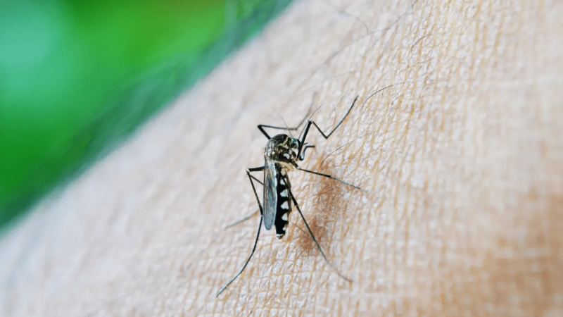 Alagoas registra aumento de mais de 50% nos casos de dengue