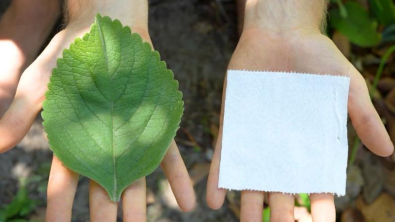 A planta usada como alternativa ao papel higiênico na África e nos EUA