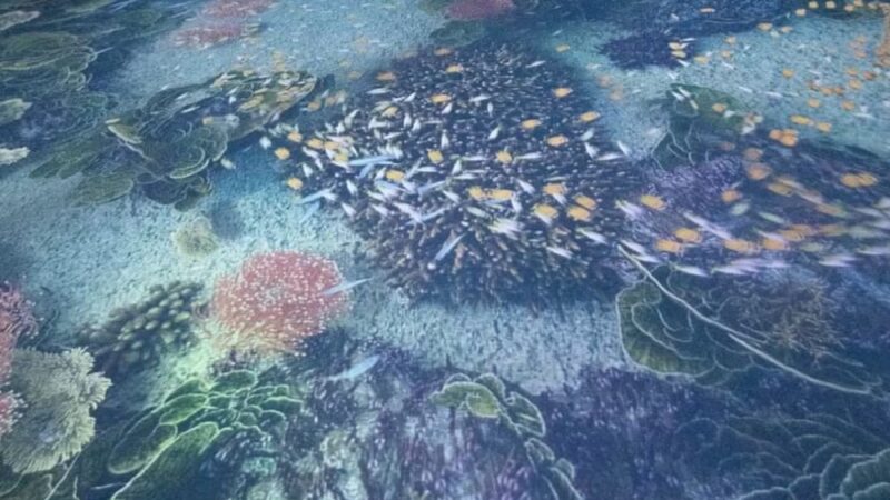 ‘Oceano Vivo’: exposição chega a Maceió e promete levar público a mundo subaquático de cores, luzes e movimento
