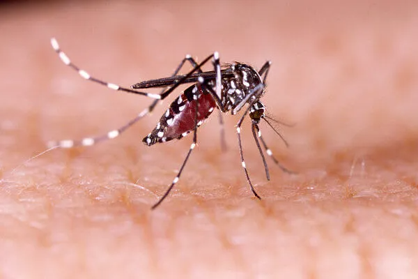 Brasil registra recorde de 1.116 óbitos por dengue em 2024
