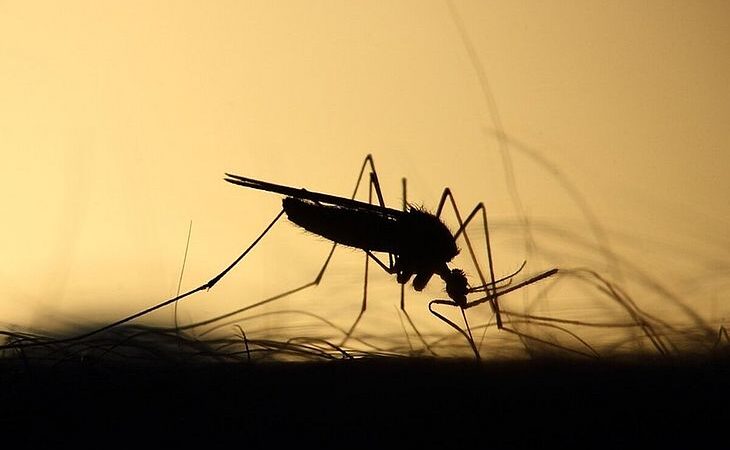 Ministério da Saúde confirma terceira morte por dengue neste ano em Alagoas