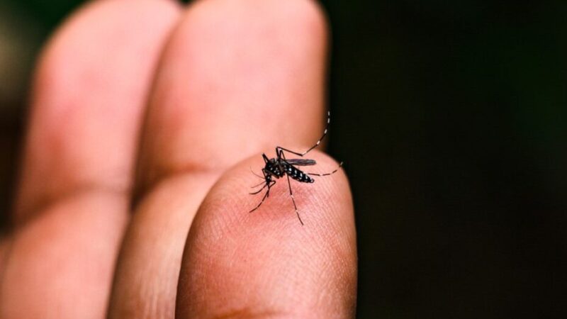 Dengue afeta mais mulheres jovens em Alagoas em 2024, aponta relatório da saúde