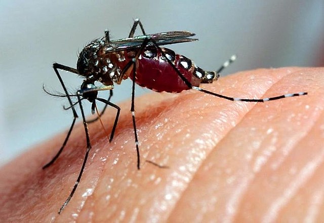‘Dengue não mata, o que mata é a desassistência e a desatenção’, afirman pesquisadores