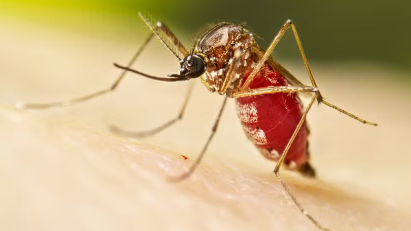 Segunda morte por dengue é confirmada em Alagoas; Sesau investiga quatro óbitos