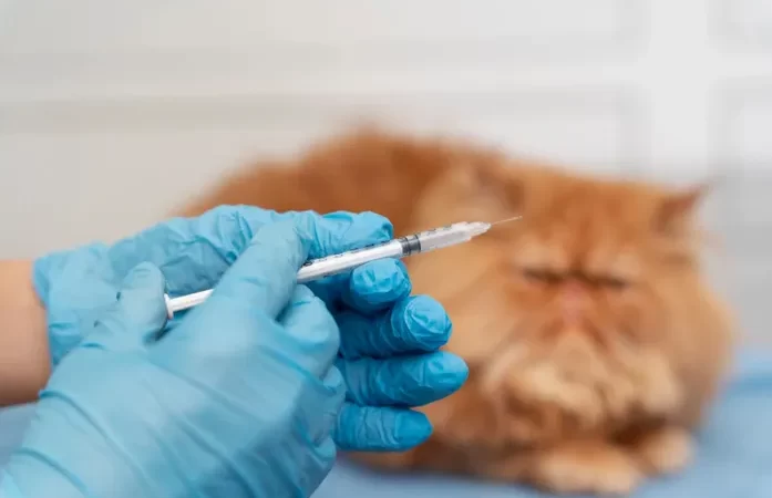Falsa veterinária é indiciada após morte de gato em cirurgia de castração