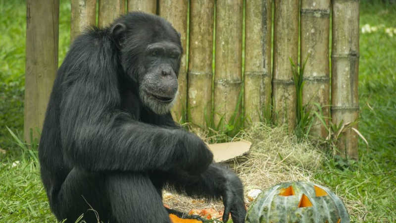 Chimpazé recusa a separar-se de filhote que morreu há 3 meses