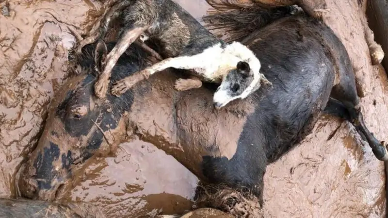 ‘Ainda há rebanhos inteiros debaixo d’água’: o sofrimento dos animais em meio às inundações no Rio Grande do Sul
