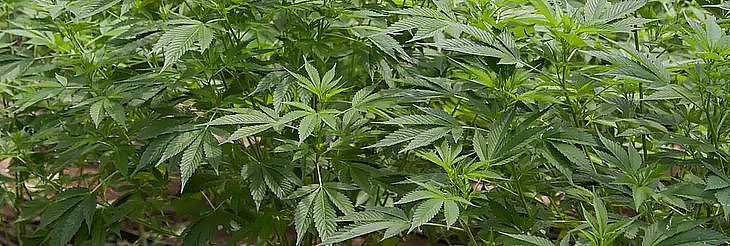 Anvisa defende manutenção de marco regulatório para cannabis medicinal