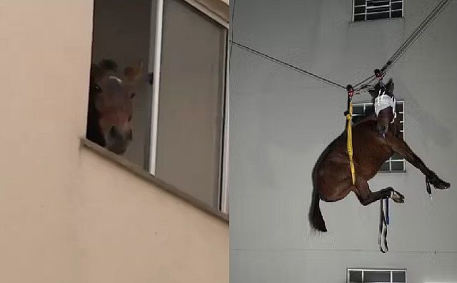 Égua é vista em janela de 3º andar de prédio no RS e resgatada após o trabalho dos bombeiros