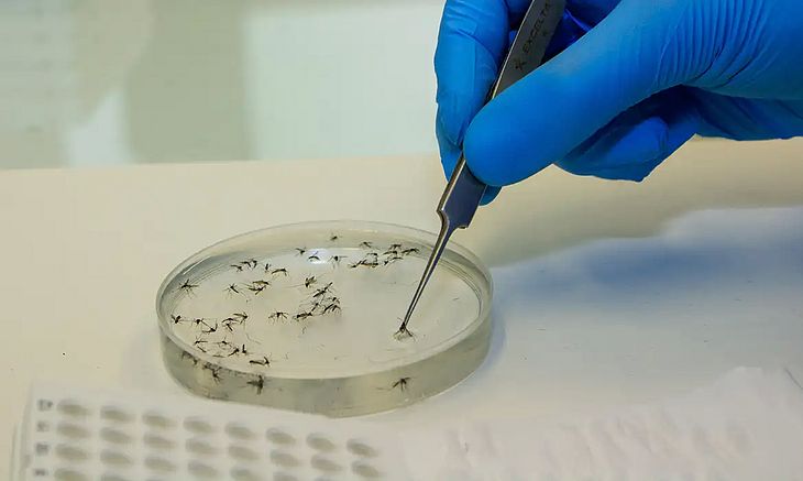 Febre do oropouche: Saúde alerta para riscos contra grávidas; veja orientações