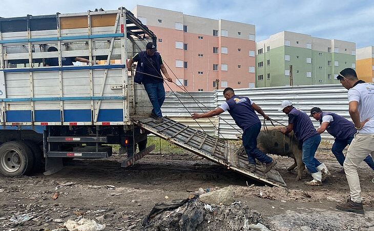 Operação de combate a criação clandestina de suínos é deflagrada em Maceió