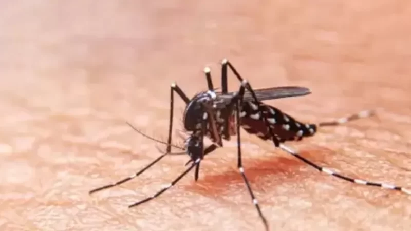 Alagoas tem aumento de 247% no número de casos confirmados de dengue