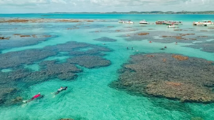 Calor extremo do mar em AL mata corais e choca cientistas: ‘Sem precedente’