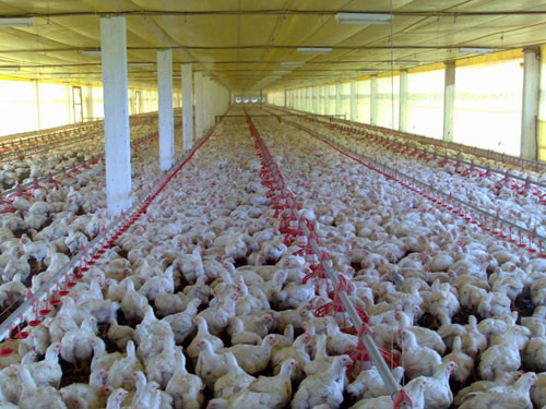 Valor de produção da pecuária tem recorde, com marca de R$ 122 bi