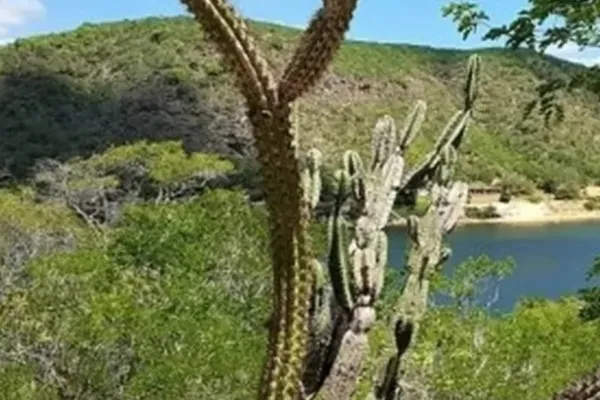 Mais de 20 cidades de AL estão em alerta para baixa umidade; veja quais!