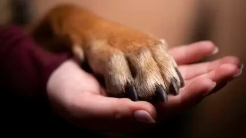 Guarda de pets já pode ser registrada em cartórios de AL; saiba como fazer!