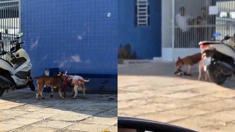 Ataque de cães da raça Bull Terrier causa pânico à população em AL