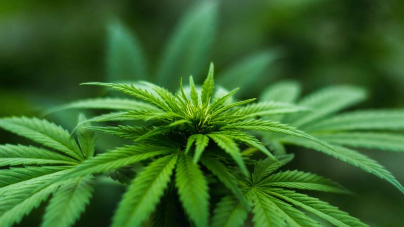 Justiça Federal permite venda de cannabis medicinal por farmácia de manipulação em Arapiraca