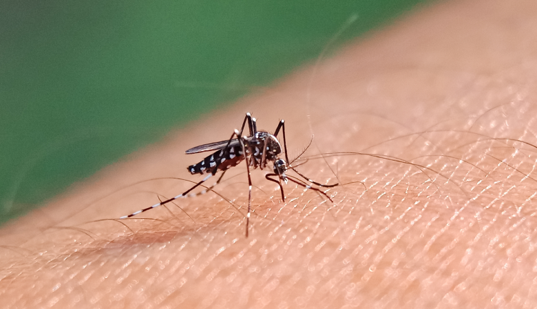 Alagoas registrou mais de 17 mil casos e 20 mortes por dengue no ano passado