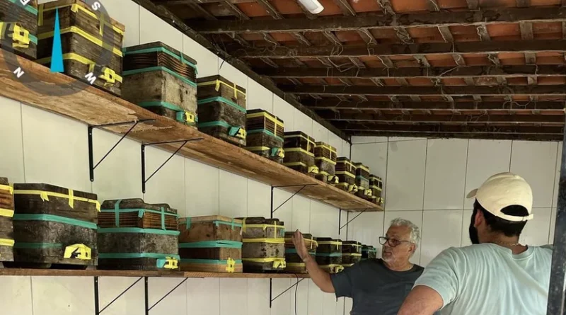 Enxames de abelhas nativas ​uruçu chegam a meliponários escola em Alagoas