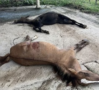 Laudo dos EUA relaciona mortes de cavalos em Alagoas a toxina em ração