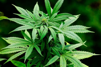 CDH do Senado rejeita proposta de autocultivo e uso de maconha no Brasil