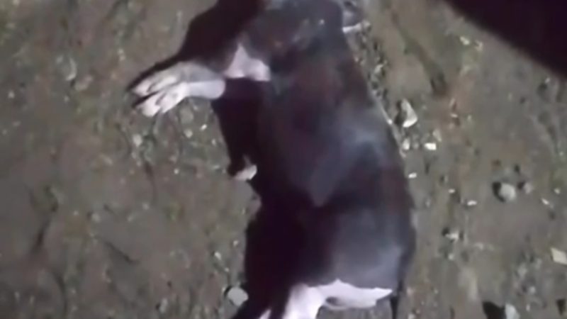 Mistério em Craíbas: novo ataque a animais reforça temor do “chupa-cabra” na zona rural; confira vídeo