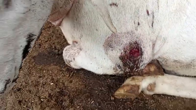 “Chupa-cabra” volta a assustar criadores em Igaci; veja as imagens