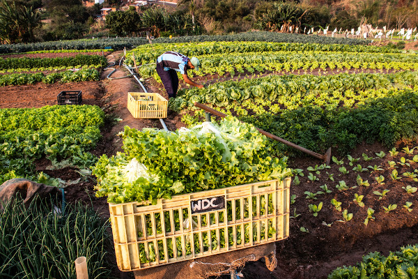 Crédito do Pronaf impulsiona desenvolvimento no Quilombo da Tabacaria
