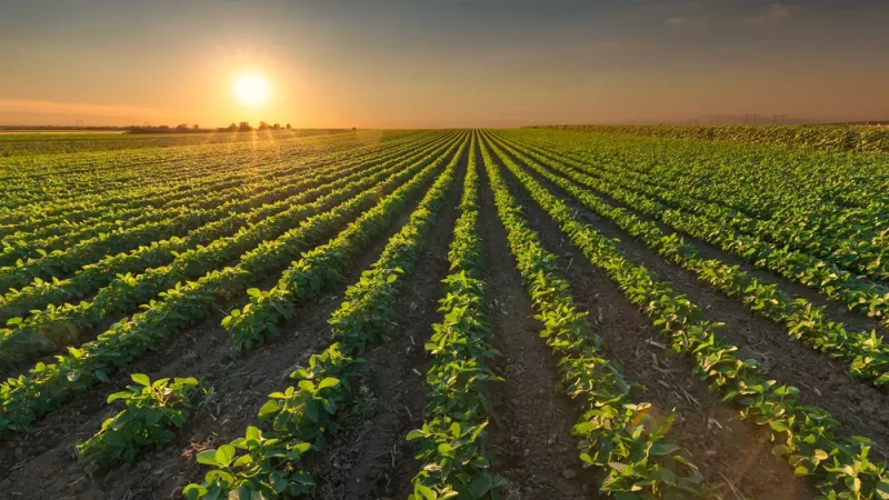 ACEPI lança Câmara Empresarial do Agronegócio em Palmeira dos Índios