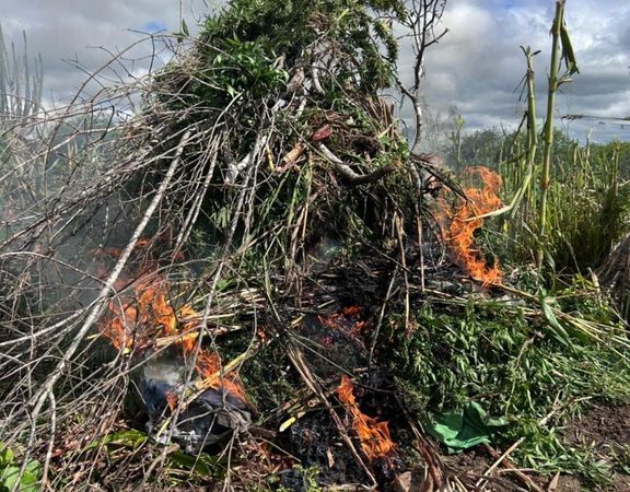 Operação integrada entre polícias destrói mais de 2.800 pés de maconha em Alagoas e Pernambuco