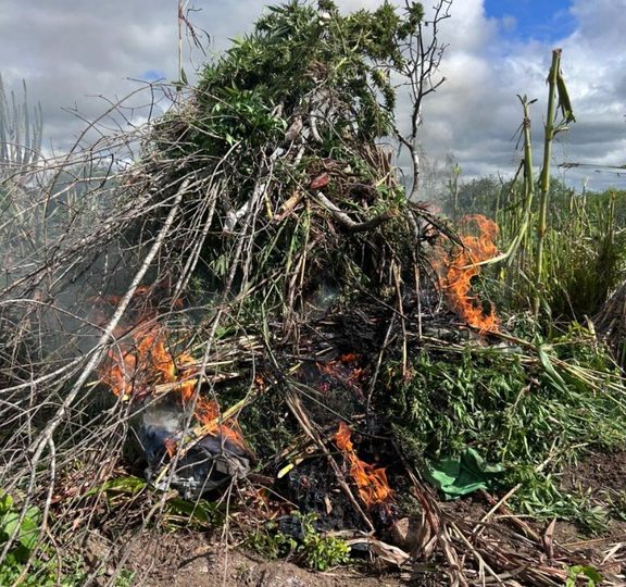 Operação integrada entre polícias destrói mais de 2.800 pés de maconha em Alagoas e Pernambuco