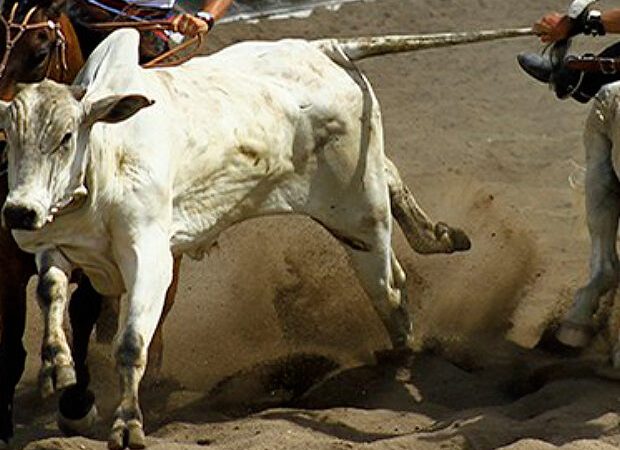 Dinheiro do Fundeb teria bancado tratores e vaquejada em cidades alagoanas, aponta denúncia